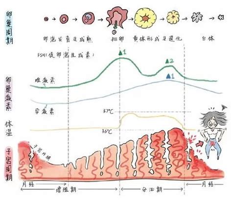 孕几周开始激素下降