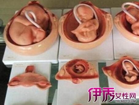 怀孕6个月胎儿发育情况