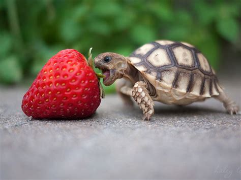 巴西龟平时都可以吃什么食物,小乌龟可以吃什么图片