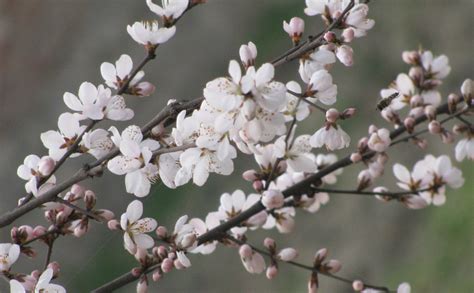 冬季花木应该如何修剪