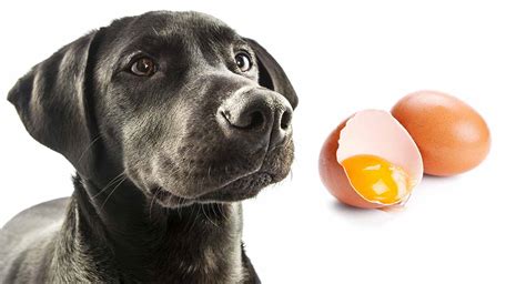 狗狗可以吃生鸡蛋吗?