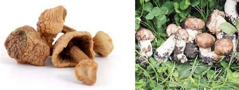 松茸口感上跟蘑菇的区别 松树蘑菇和松茸的区别