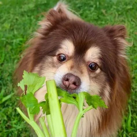 「微科普」狗狗为什么会吃草,狗狗为什么吃素菜
