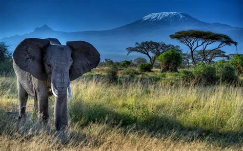 关于非洲大象的资料