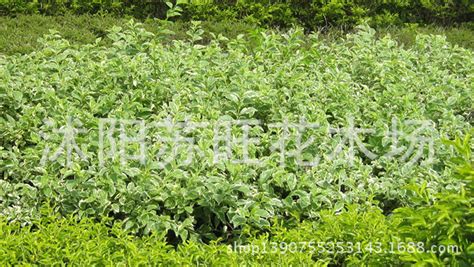 花叶蔓长春藤会开花吗?