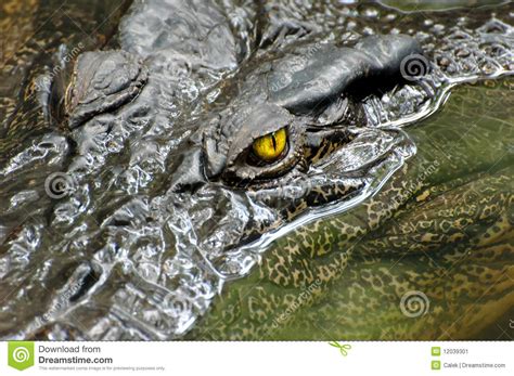 鳄鱼的眼睛长哪里,被鳄鱼咬住了