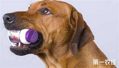 狗狗止咳药有哪些狗狗止咳哪种药效果好呢,怀孕狗狗感冒吃什么药好