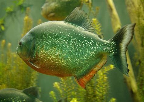 亚马逊河霸食人鱼入侵,宠物食人鱼多少钱一条