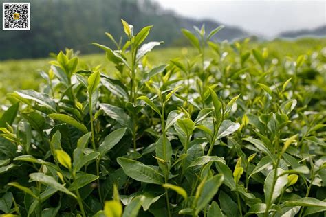 小种红茶是什么品种,什么是小种红茶哪些种类的红茶是小种红茶