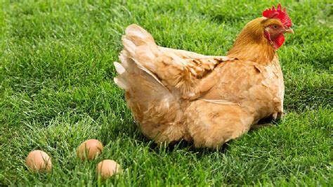 为什么公鸡不能下蛋呢?