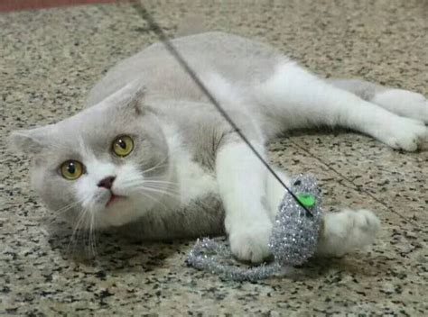 猫咪为什么会得猫瘟,为什么猫喜欢吃猫砂