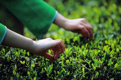 福建哪里产绿茶,绿茶有哪些品种