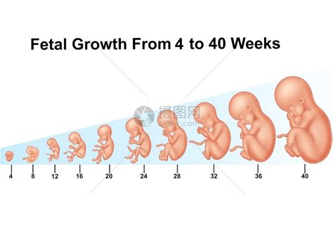 胎儿10周发育情况图