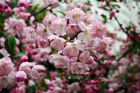 我的一棵较喜欢的3杆垂丝海棠 {大家想满树是花,那是多美啊!}