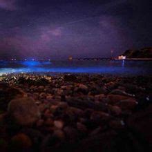 世界上有哪些荧光海滩,荧光海滩是怎么形成的