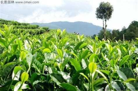 茶适合种植在哪,茶树适合种在什么地方