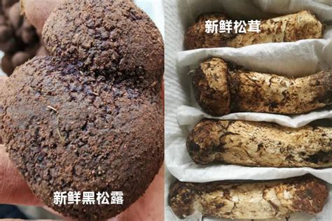 中国最好的松茸的产地排名 松茸一般生产在什么地方