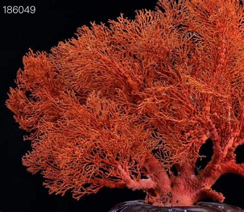 蓝长腺珊瑚蛇毒性极强,红珊瑚树叉怎么戴