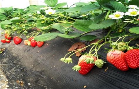 草莓是怎么种植好?