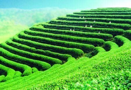 中国茶叶都输出到哪些国家,技贸关注丨茶叶出口指南