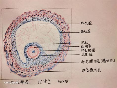 组织切片手绘图