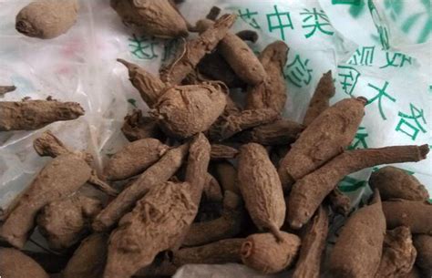 雪上一枝蒿是什么东东？有什么作用？