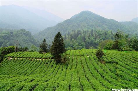 湖南岳阳的茶叶是什么茶,岳阳毫绿是什么茶