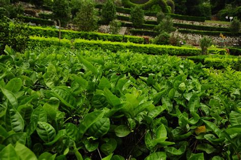 福建茶盆景养护技巧,怎么区分福建茶树小叶