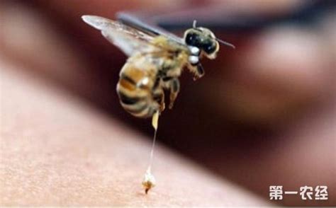 蜜蜂为什么蜇人后会自己会死掉,蜜蜂知道自己蛰人就会死吗
