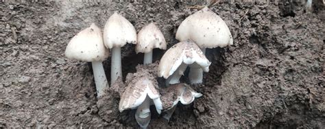 這是什么東西,生長在那些地區?海拔高度?別說它是蘑菇,平菇等等.說出它真名字啊