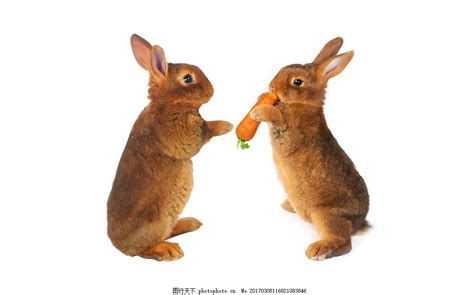 兔子可以吃胡萝卜吗?怎么吃?