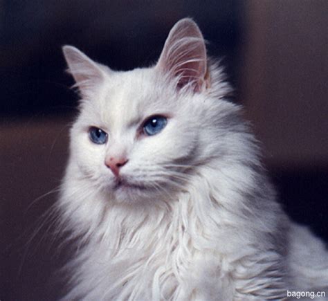 白色土耳其安哥拉猫多少钱一只,土耳其安哥拉猫大约还有多少