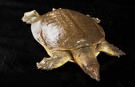 鳖的做法大全 清炖老鳖的做法