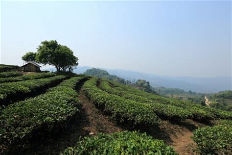 云南茶树的原产地是什么地方,茶人蒋文中和他的云南茶史研究