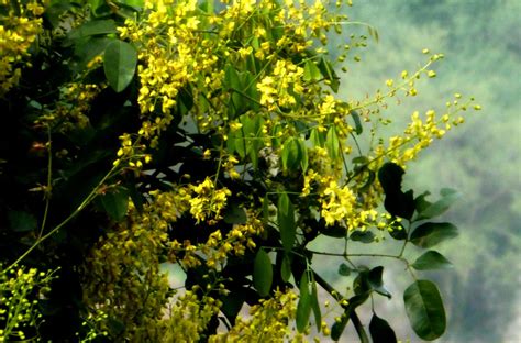 开大黄花的是什么植物?