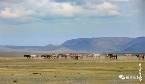 草原上的蒙古包除了居住，还有其他妙用，看完涨知识了