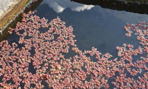 满江红是什么类型的植物?