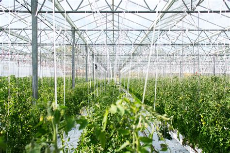 大棚蔬菜种植ppt模板,大棚种植如何避免病虫害发生