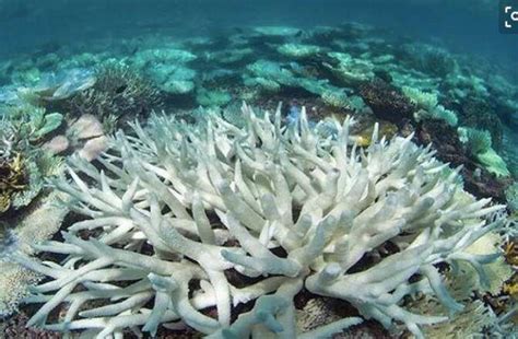 全球超一半珊瑚已死亡是怎么回事