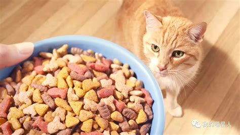 一只成年猫一顿吃多少,成年猫一般吃多少猫粮