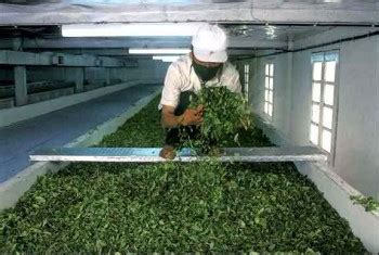 金猴茶叶哪里生产,哪些茶叶会登台