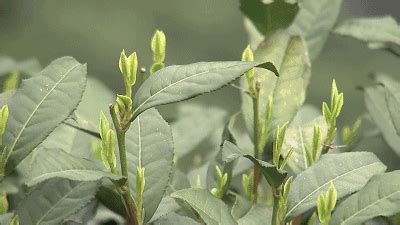大叶种茶树多少钱一棵,云南大叶种茶树价格及图片表