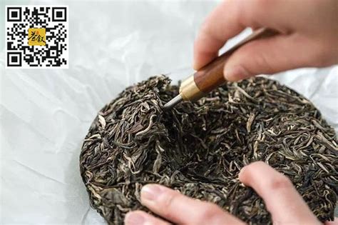 广东青茶的分布,青茶什么地方有