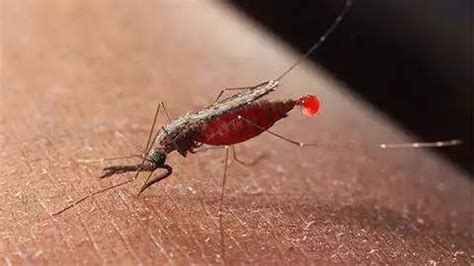 蚊子来袭，孕期如何有效驱蚊止痒