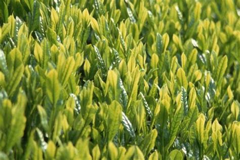 福建绿茶有哪些品种,绿茶树苗有哪些品种