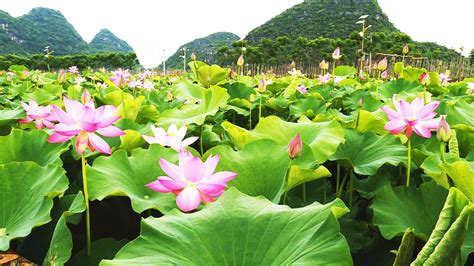 如何种植荷花