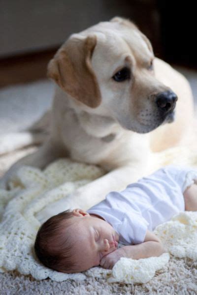 狗狗对小朋友为什么这么温柔,为什么狗对婴儿温柔