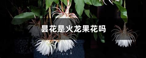 昙花如何扦插