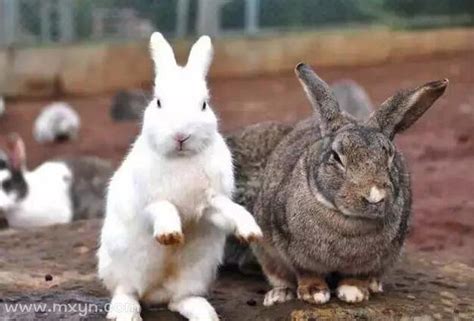 治疗兔子真菌感染的药,兔子抓去用什么消毒