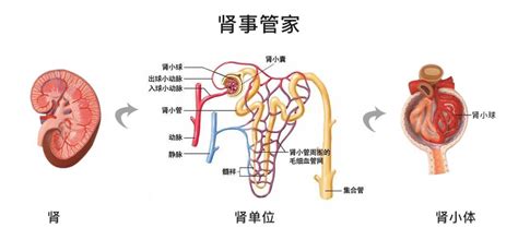 四维左侧肾盂轻微分离